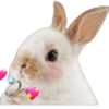 Rabbit  5