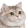 🐱🐾🐈 Cats l 🐈🐾🐱 11