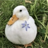 ⊹ ᨘ໑▸ 𖥻 Patos ˑ 𖦹 8