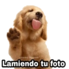 Perritos con FRASES 🐕🐾 1 10