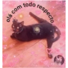 Gatos.anonimos 30