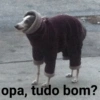 COMPRIMENTE E REAJA 13