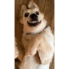 Dogs Funny Faces 19