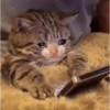 Gatinhosjj 19