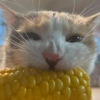 MIAU 16