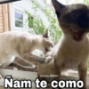 ✨Gatitos con frases😺✨5 10