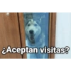 Perritos 10