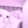 ♡ ֺ ⃝♡ᜓ.  gatitos.  ♡ 9