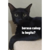 Guji Gosong Kitty 19
