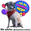 StickerAdoption  19