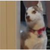 Zelda, the Husky 28