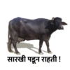 Marathi Meme 9