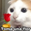 Animalitos con frases 3❤️😎 11
