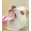Zelda, the Husky 12