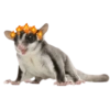 Animalitos🧡 14