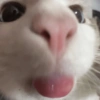 MIAU 14