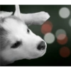 Zelda, the Husky 16