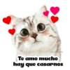Super tiernos ❤️ 11