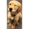 Dogs Funny Faces 6