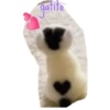 Perritos 12