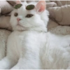 Gatinhosjj 21