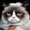 🐱🐾🐈 Cats l 🐈🐾🐱 8