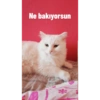 Ne bakıyorsun
*