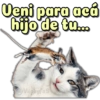 Gatos amenazando 😼🥊 14