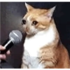 Gatinhosjj 17