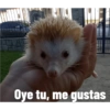 Oye tu, me gustas