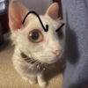 MIAU 6
