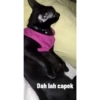 Guji Gosong Kitty 17