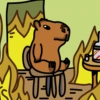 Chigüires (Capibara) 20