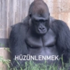 Goril 30