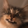 🐱🐾🐈 Cats l 🐈🐾🐱 30