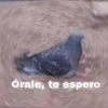 Memes de pelos  23
