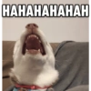 Zelda, the Husky 23