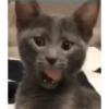 Los gatos de tiktok 12
