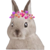 Rabbit  8