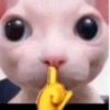 Sapecagens 11