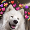 Cães e corações 24