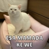 ESA MAMADA
KE WE