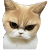 🐱🐾🐈 Cats l 🐈🐾🐱 10