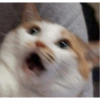 ✨Gatos Cura Depresión 6😻❤️ 2