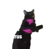 Guji Gosong Kitty 14