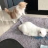 🐱🐾🐈 Cats ll 🐈🐾🐱 6