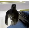 Karma 2 30