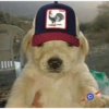 PERRITOS BELICOS 6