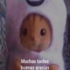 🐱🐹Animalitos Para Tu Chat📲💓 11