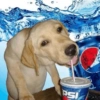 Cachorro meme 11
